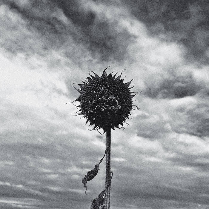 You are currently viewing Review: Sol by Douve
